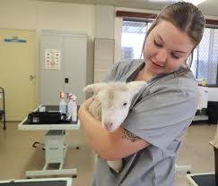 BKPS | Certificate In Animal Attendant